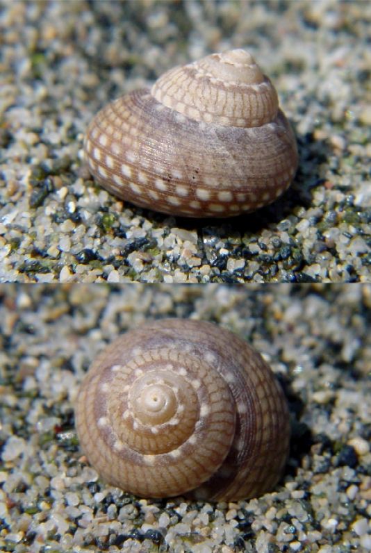Gibbula nivosa